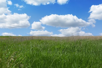 Beautiful landscape with green grass on sunny day