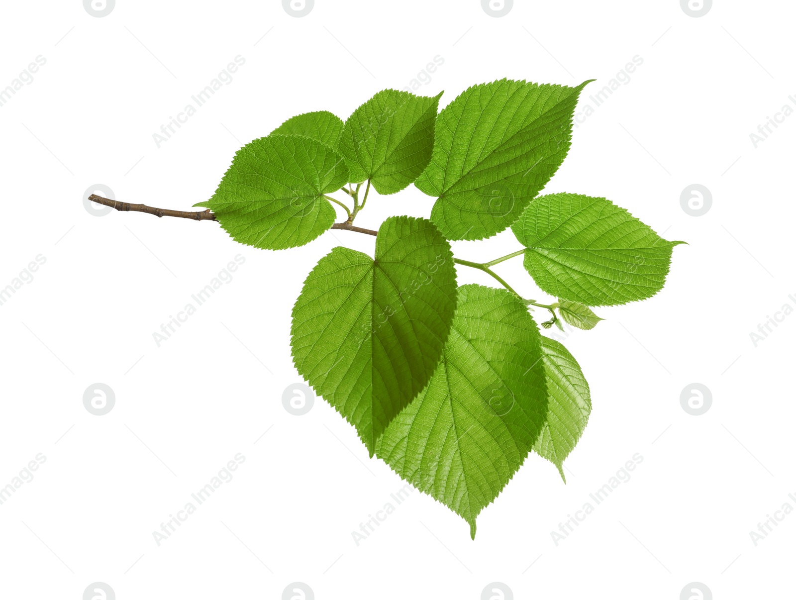 Photo of Branch with green leaves on white background