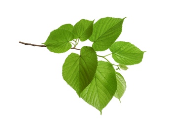 Photo of Branch with green leaves on white background