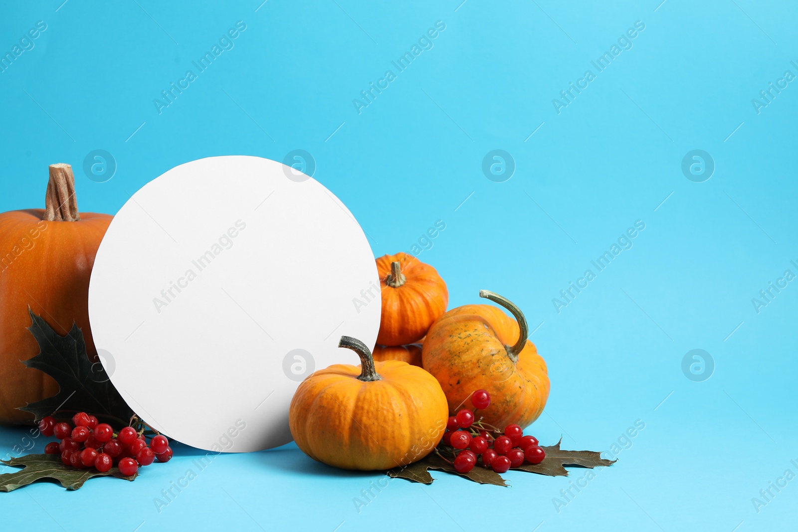 Photo of Thanksgiving day. Beautiful composition with pumpkins and blank card on light blue background, space for text