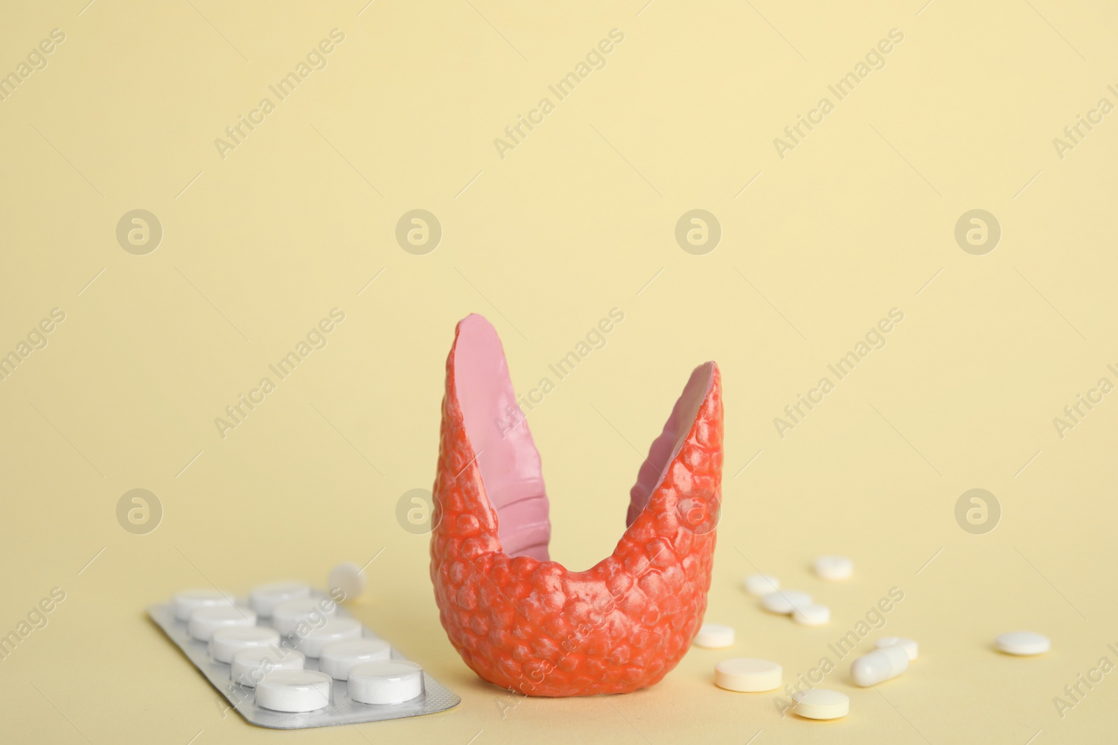 Photo of Plastic model of healthy thyroid and pills on beige background