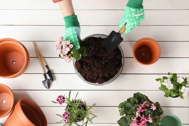 Photo of Transplanting houseplants. Woman with gardening tools, flowers and empty pots at white wooden table, top view