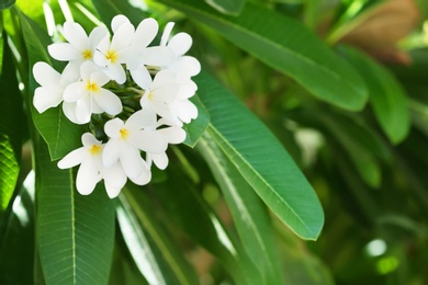 Beautiful white flowers at tropical resort on sunny day