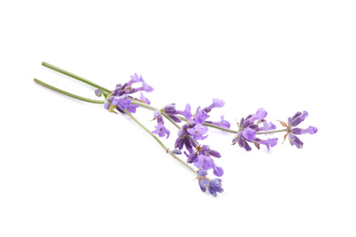 Photo of Beautiful fresh lavender flowers isolated on white