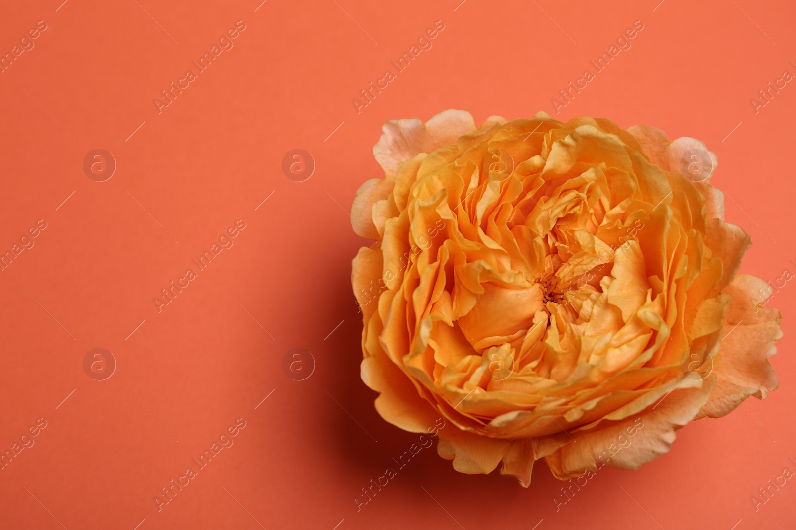 Photo of Beautiful fresh garden rose on coral background, closeup. Space for text