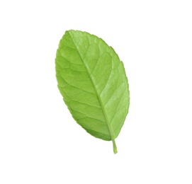 Photo of Fresh green citrus leaf on white background