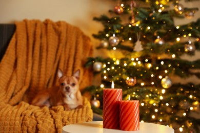 Beautiful candles near Christmas tree indoors. Cosy atmosphere