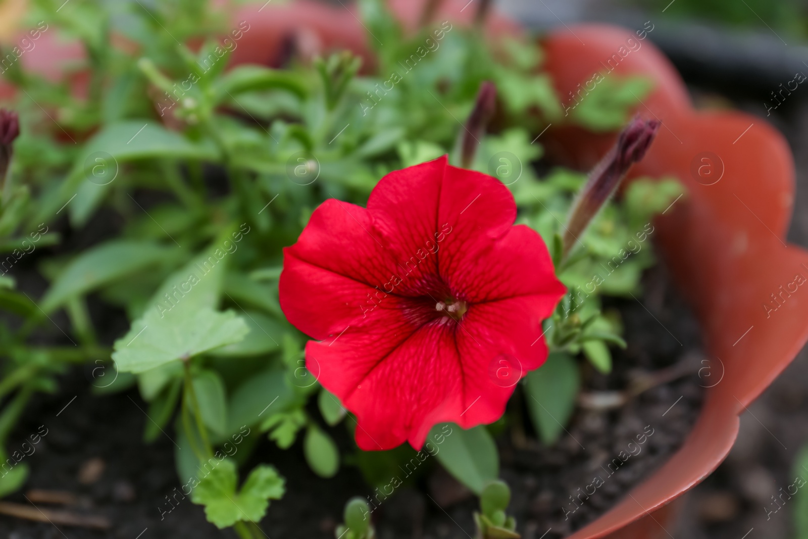 Photo of Beautiful potted petunia plant with red flower outdoors, closeup