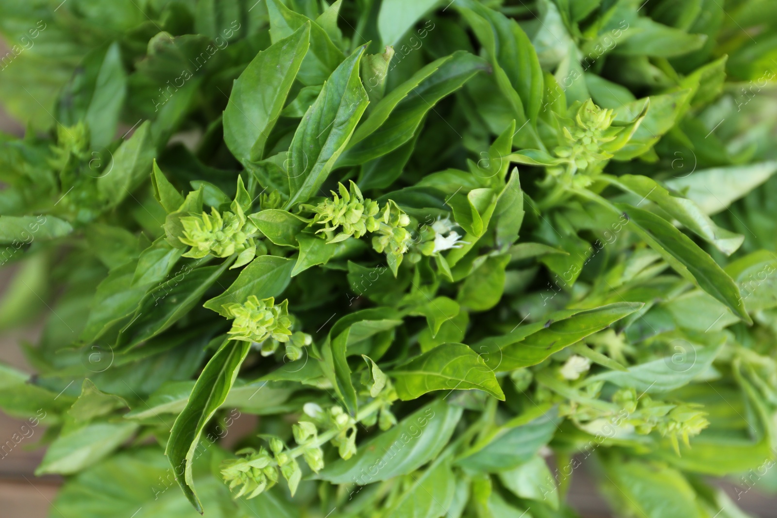 Photo of Closeup view of fresh basil. Aromatic herb