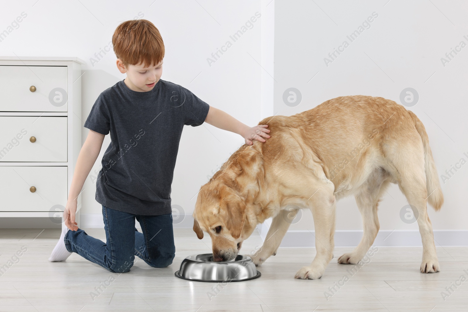 Photo of Cute child feeding his Labrador Retriever at home. Adorable pet