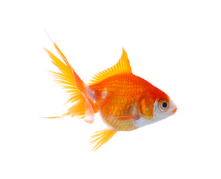 Beautiful bright small goldfish isolated on white