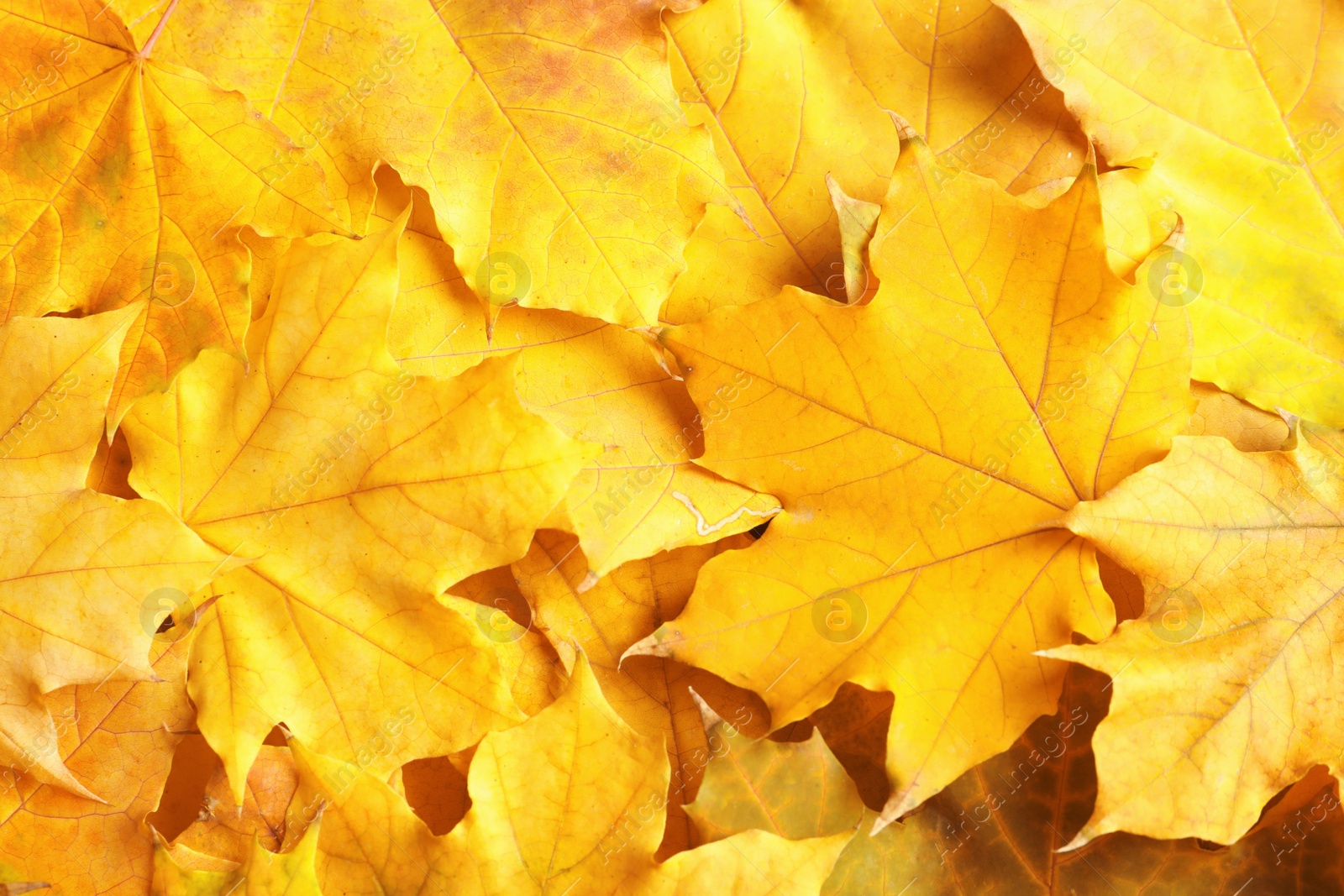 Photo of Many autumn leaves as background, top view