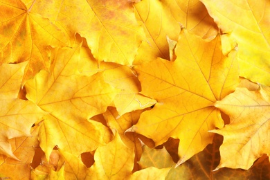 Many autumn leaves as background, top view