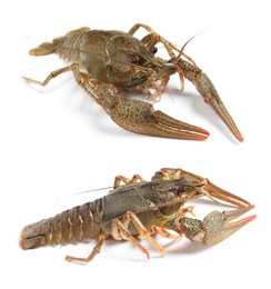 Collage with two fresh crayfishes on white background