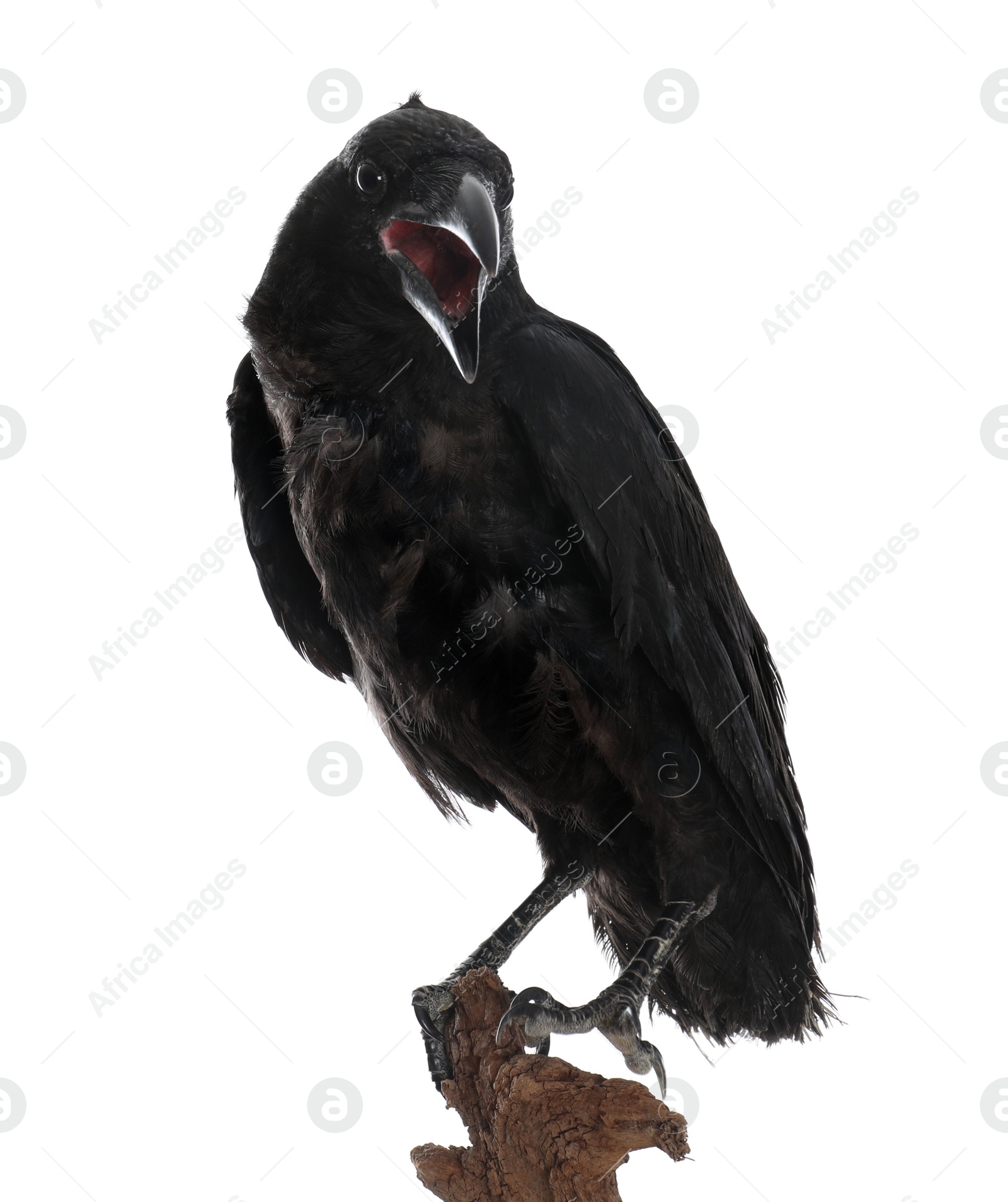 Photo of Beautiful common raven perched on wood against white background