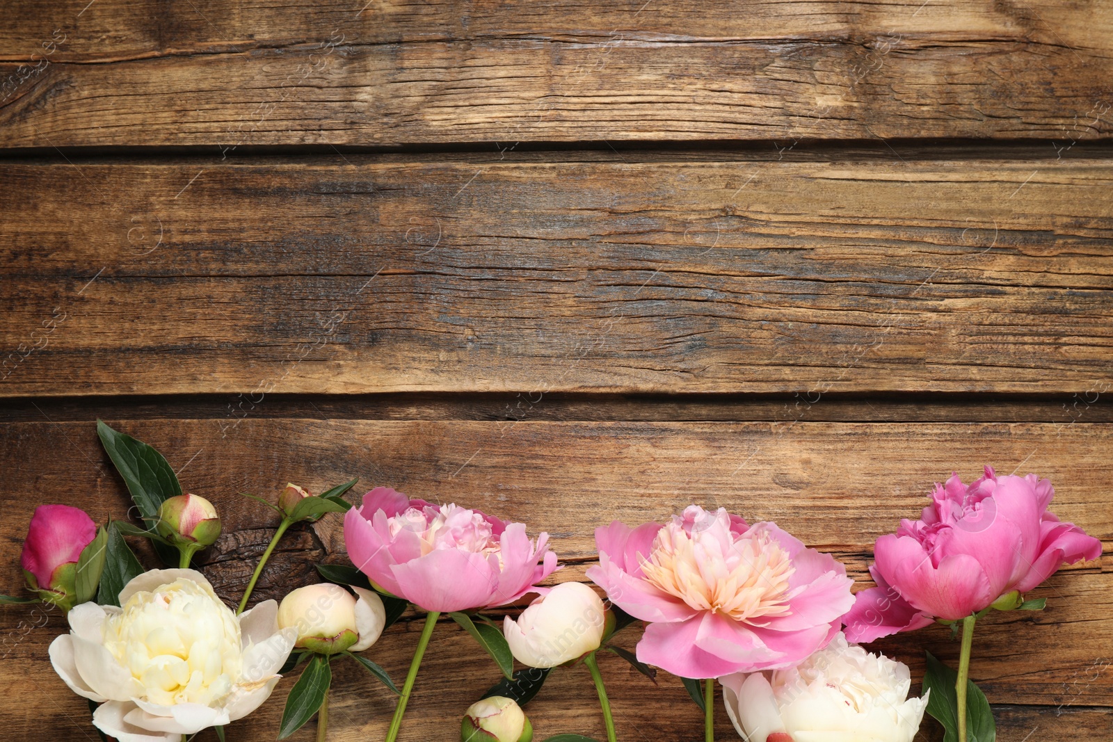 Photo of Beautiful peonies on wooden background, flat lay. Space for text