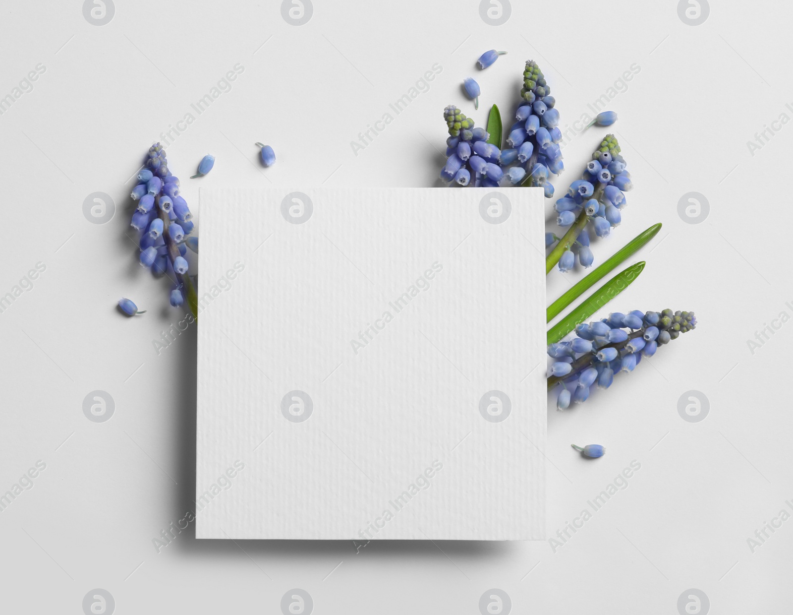 Photo of Empty card and spring muscari flowers on white background, top view. Space for text