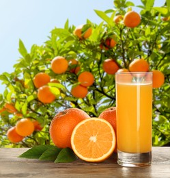 Fresh orange juice on wooden table in orchard. Space for text