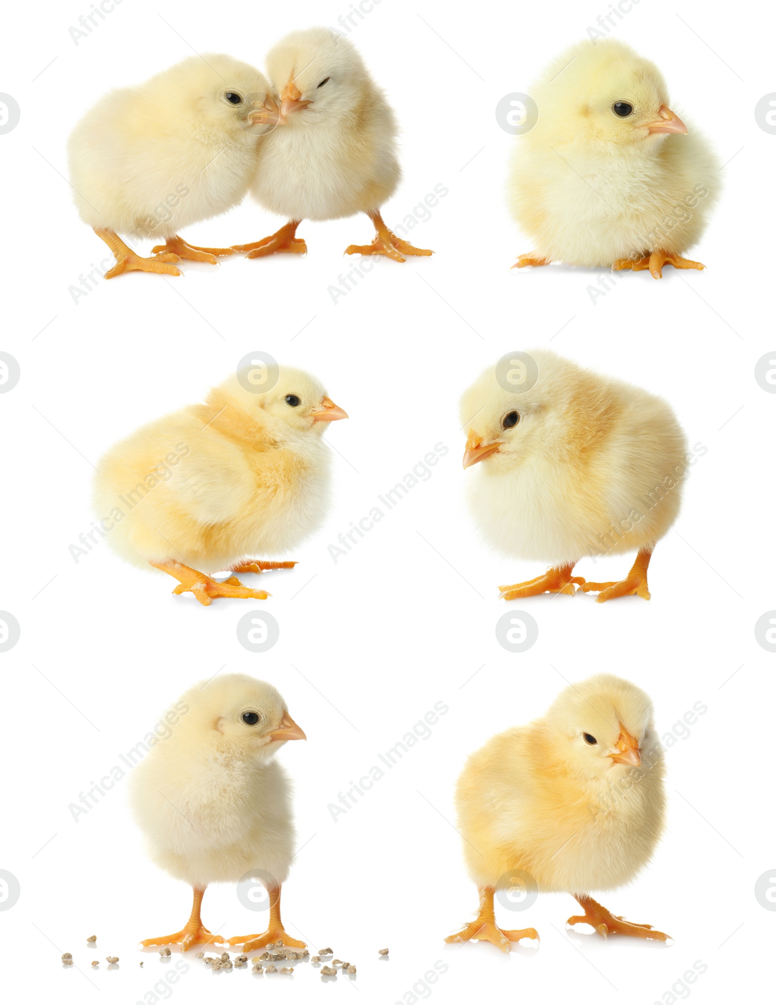 Image of Collage with cute fluffy chickens on white background. Farm animals