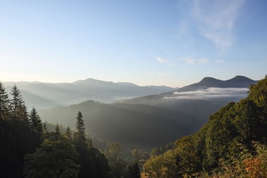 Picturesque view of mountain forest covered with fog