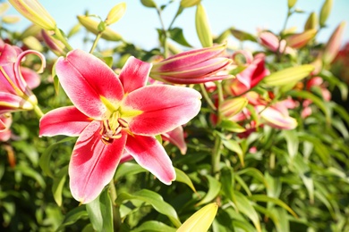 Beautiful bright pink lilies growing at flower field, closeup