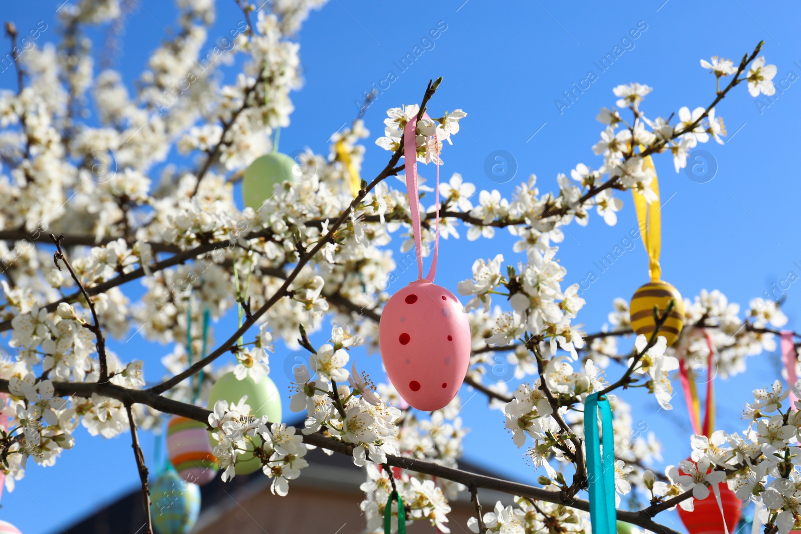 Photo of Beautifully painted Easter eggs hanging on blooming cherry tree outdoors