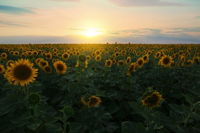 Photo of Beautiful view of field with blooming sunflowers under sky