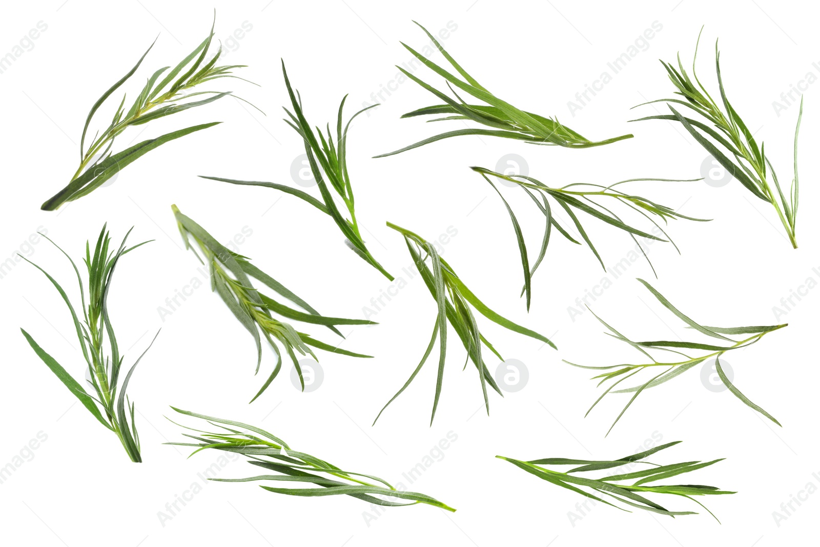 Image of Set with green tarragon isolated on white