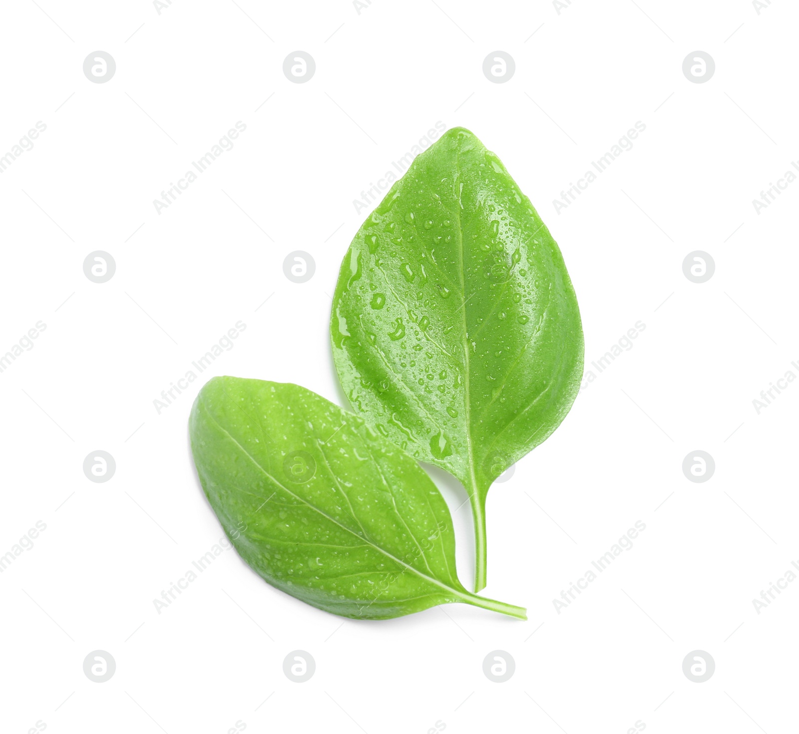 Photo of Fresh green basil leaves on white background