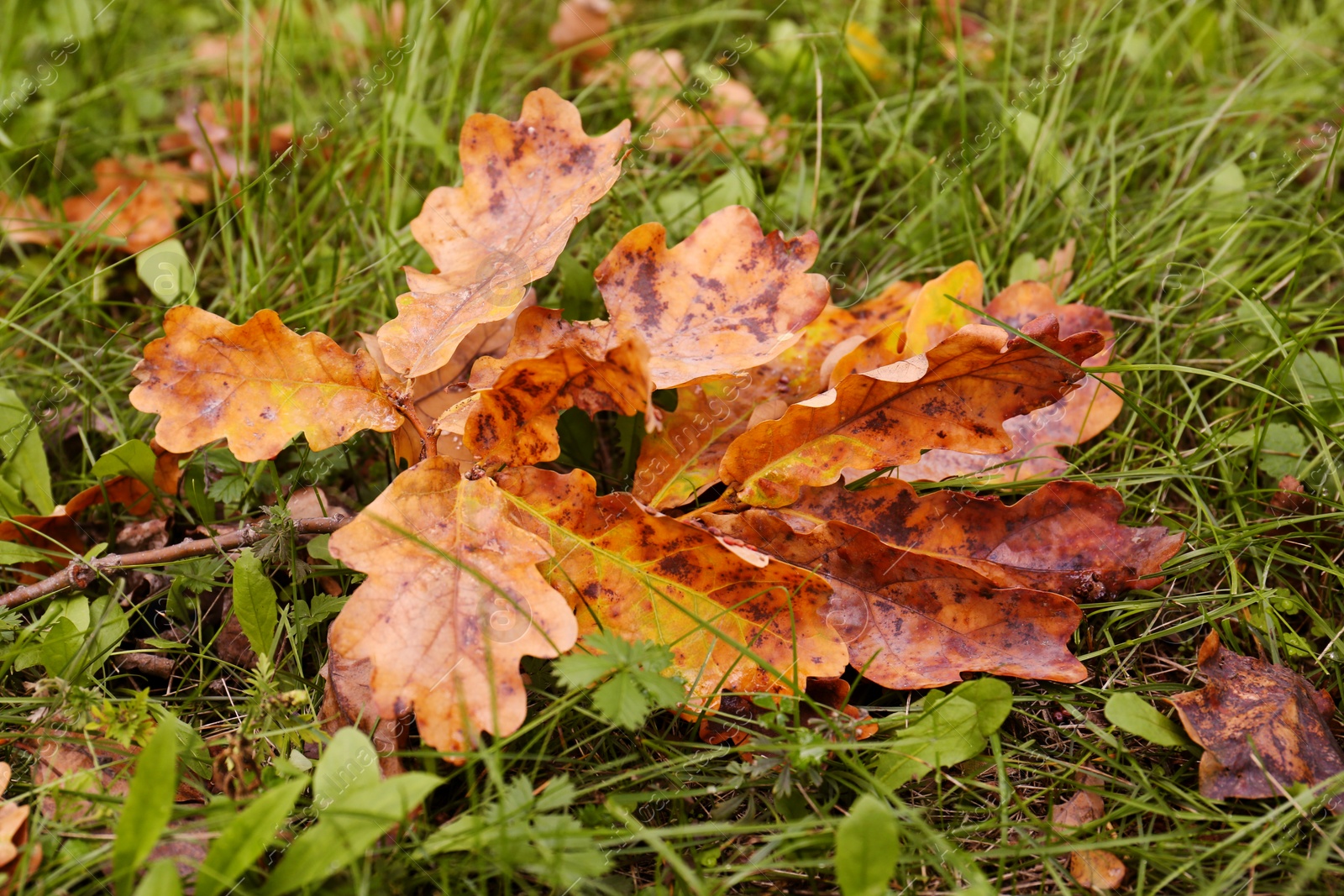 Photo of Fallen leaves after rain on grass in autumn, closeup