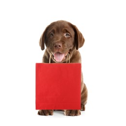 Image of Chocolate Labrador Retriever puppy holding red paper shopping bag on white background