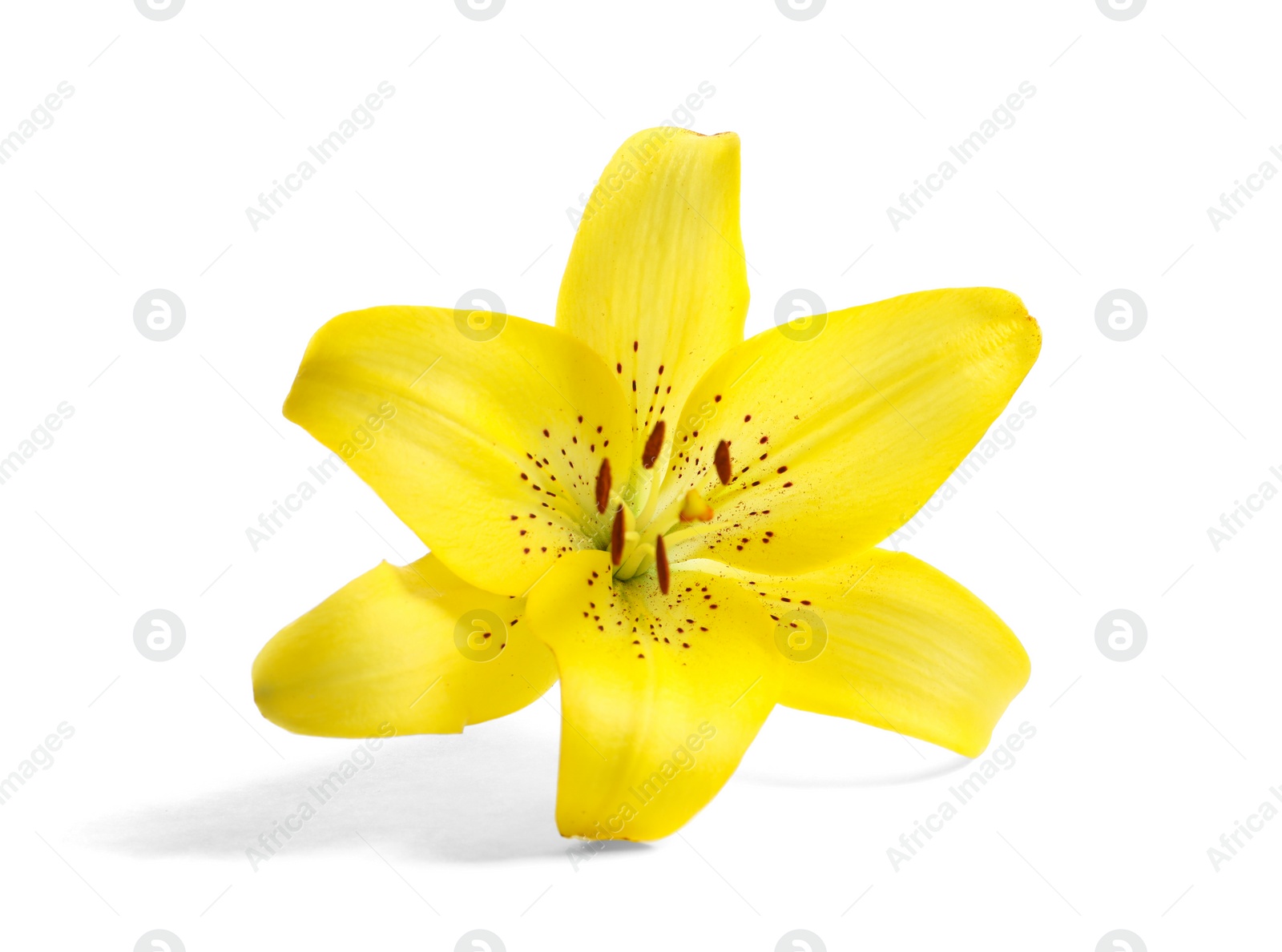 Photo of Beautiful blooming lily flower on white background