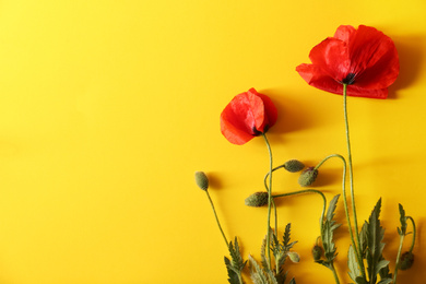Photo of Beautiful red poppy flowers on yellow background, flat lay. Space for text