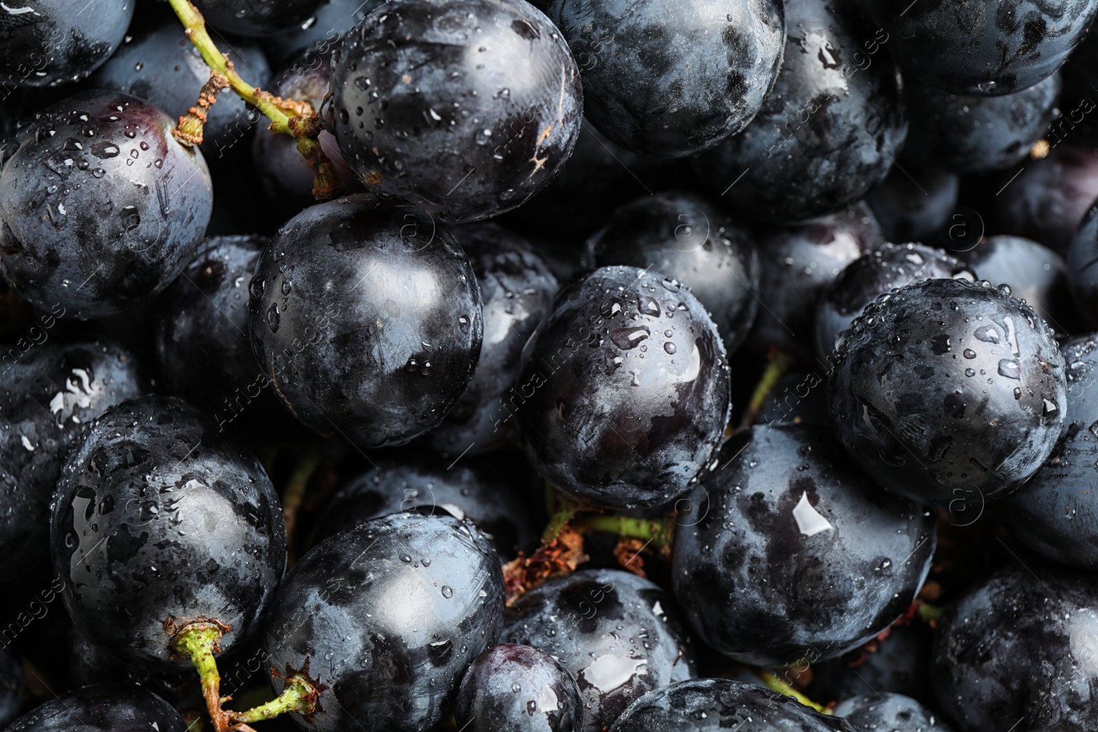 Photo of Fresh ripe juicy black grapes as background, closeup view