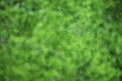 Photo of Blurred view of green grass in park. Bokeh effect