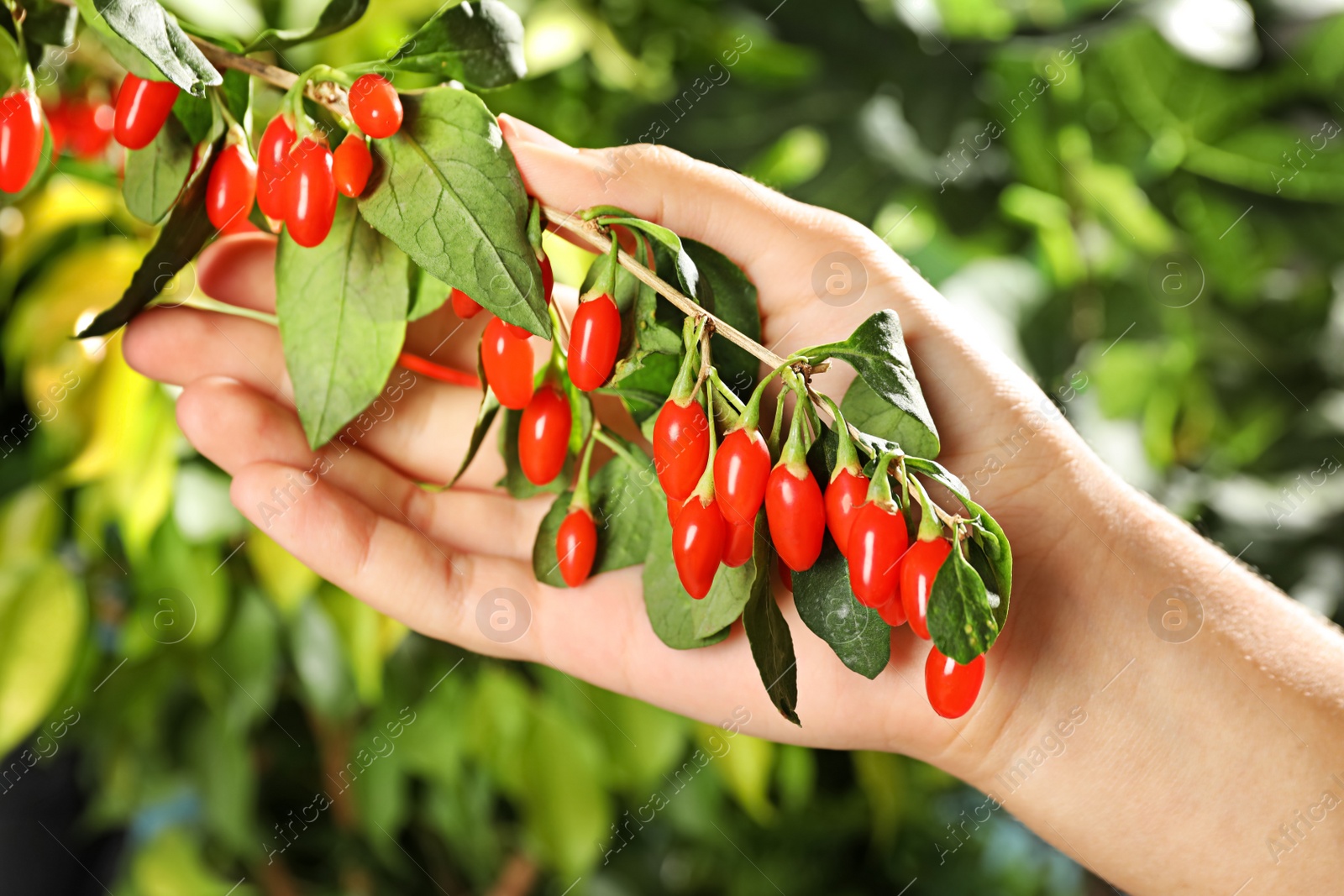 Photo of Woman holding branch with ripe fresh goji berries in garden, closeup