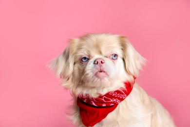 Cute Pekingese dog with bandana on pink background