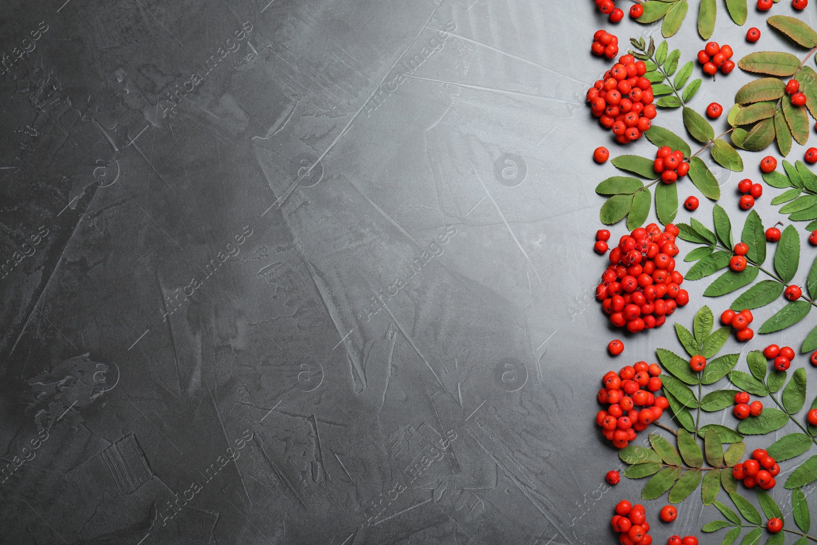 Photo of Fresh ripe rowan berries and green leaves on grey table, flat lay. Space for text