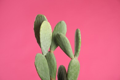 Photo of Beautiful cactus on pink background. Tropical plant