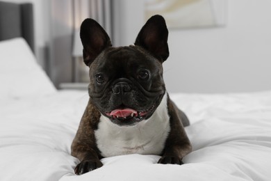 Adorable French Bulldog lying on bed indoors. Lovely pet