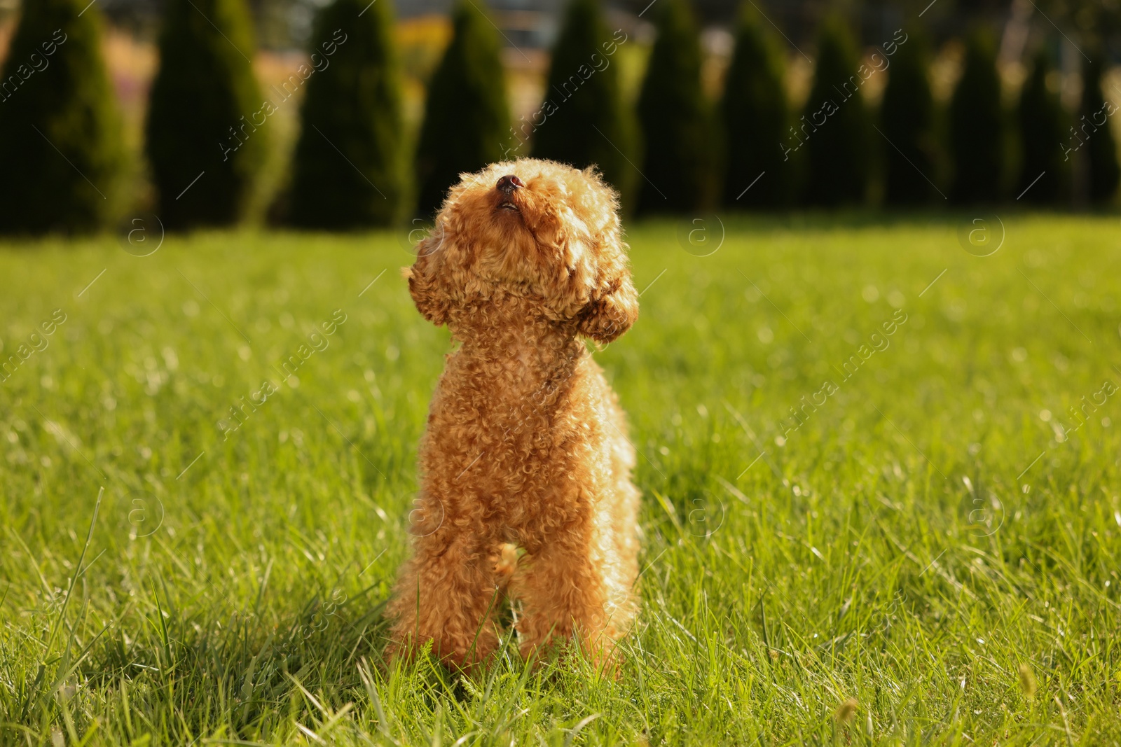 Photo of Cute Maltipoo dog on green lawn outdoors