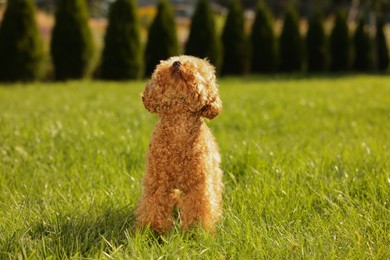 Cute Maltipoo dog on green lawn outdoors