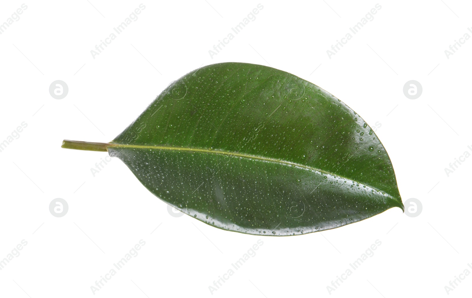 Photo of Fresh green leaf of Ficus elastica plant isolated on white