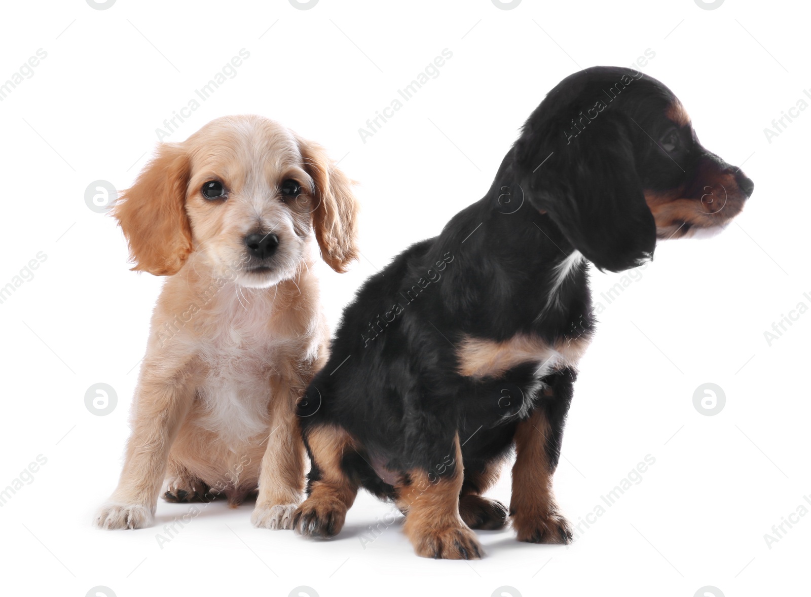 Photo of Cute English Cocker Spaniel puppies on white background