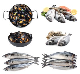 Image of Collage with different seafood on white background
