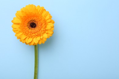 Photo of Beautiful yellow gerbera flower on light blue background, top view. Space for text