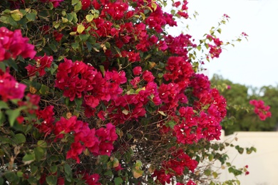 Photo of Beautiful tropical plant with pink flowers outdoors