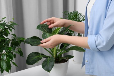 Photo of Woman with green houseplants indoors, closeup view