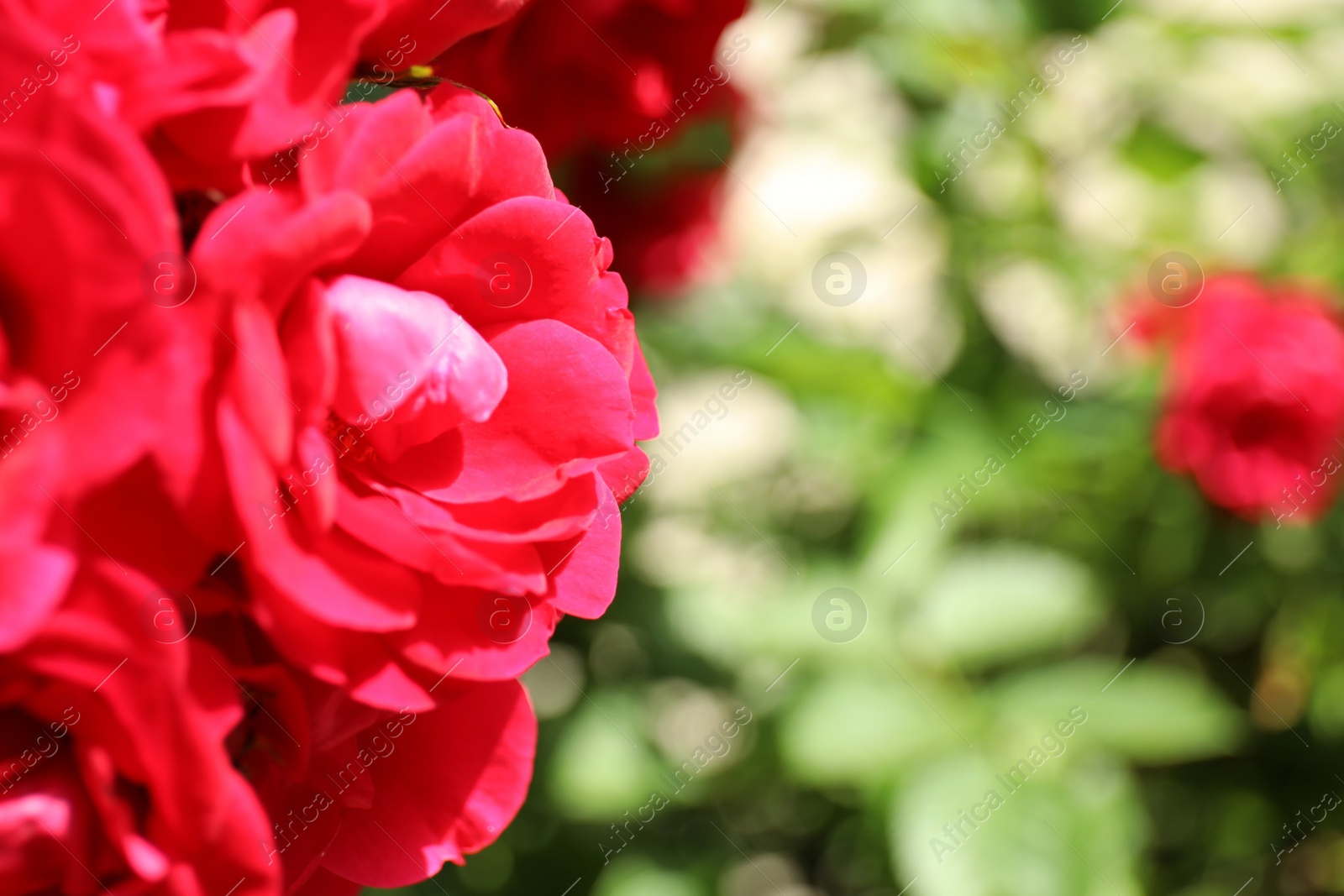 Photo of Closeup view of blooming rose bush outdoors on spring day. Space for text