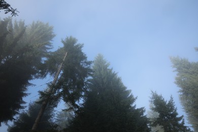 Beautiful coniferous trees in forest on foggy day, low angle view